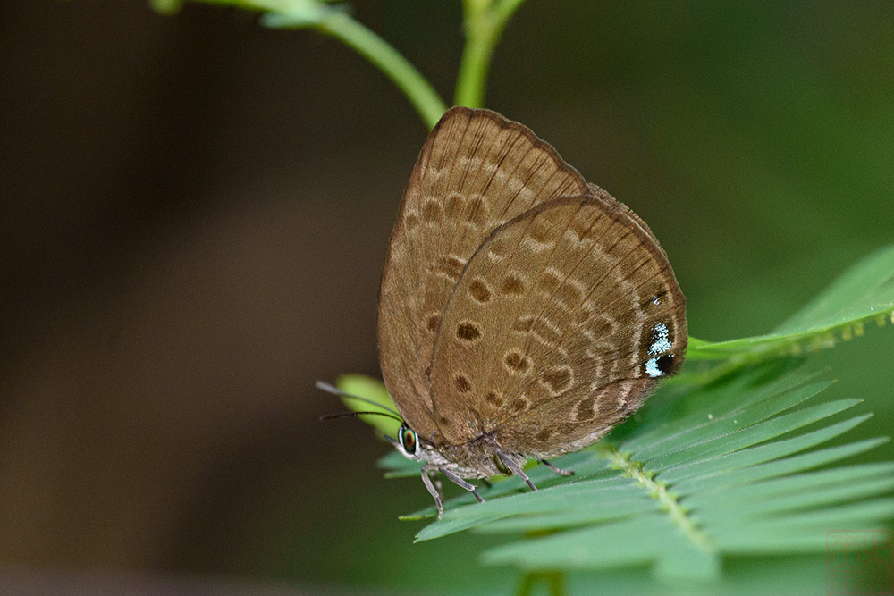 Arhopala amphimuta(TBC)_LCB3839x.jpg