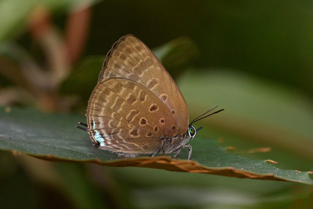 Arhopala allata _LCB4027x.jpg
