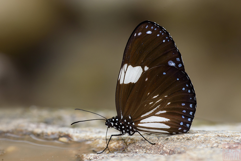 Euploea radamanthus radamanthus(Magpie Crow)