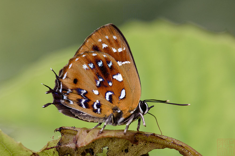 Iraota distanti distanti (The Malayan Silverstreak Blue)