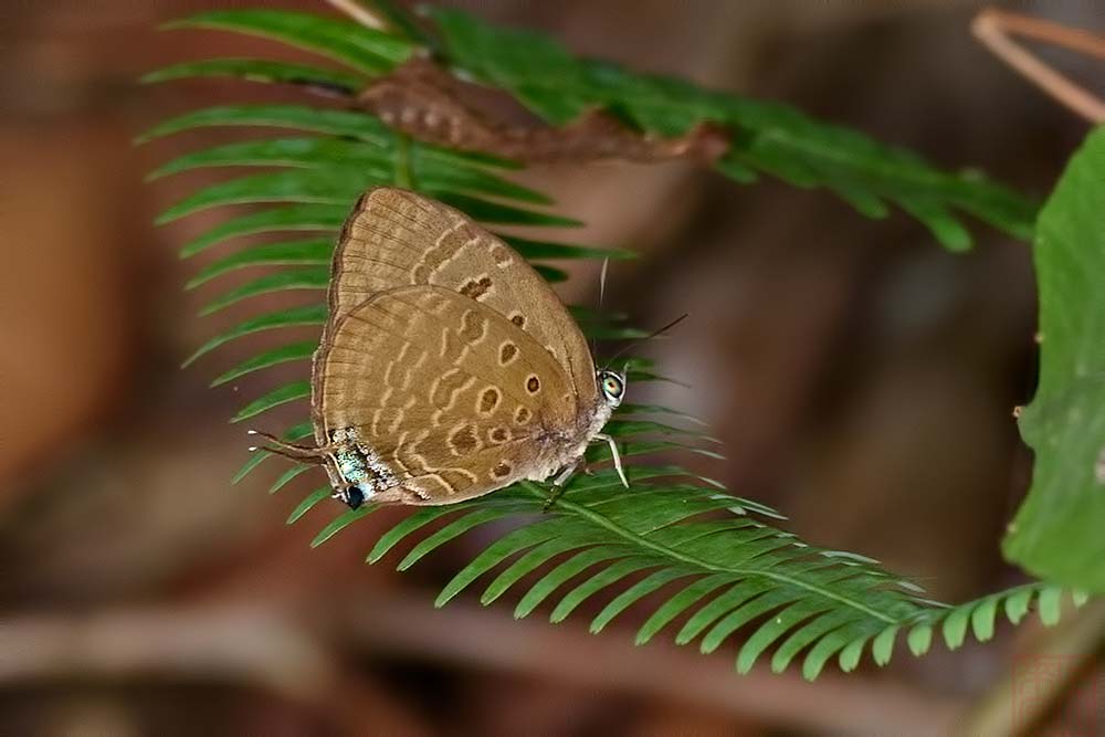 Arhopala silhetensis
