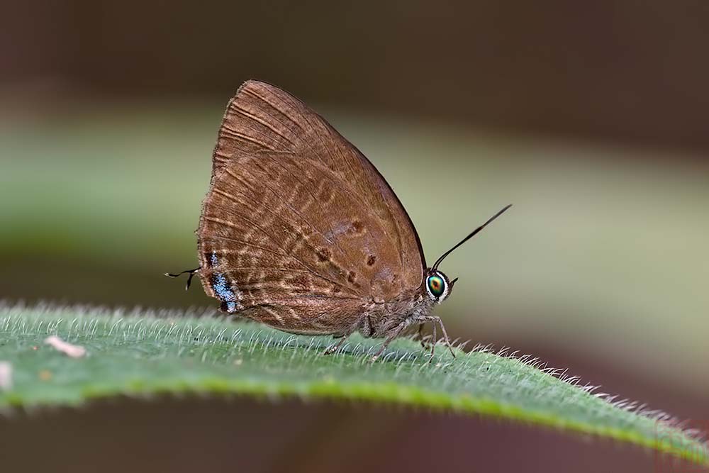 Arhopala allata pandora