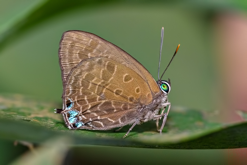 Arhopala aurea