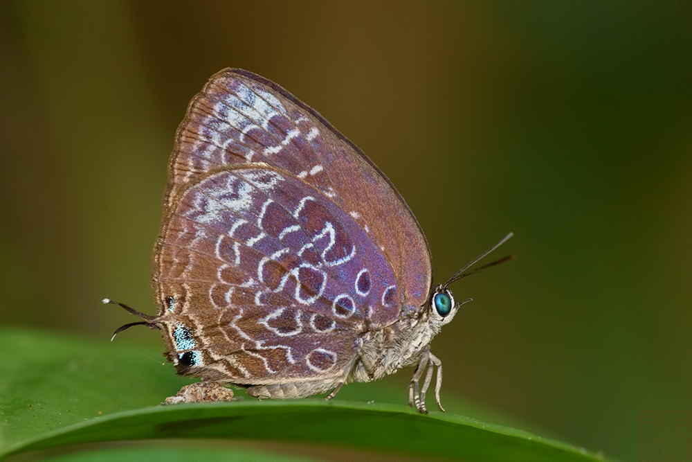 Arhopala myrzala lammas