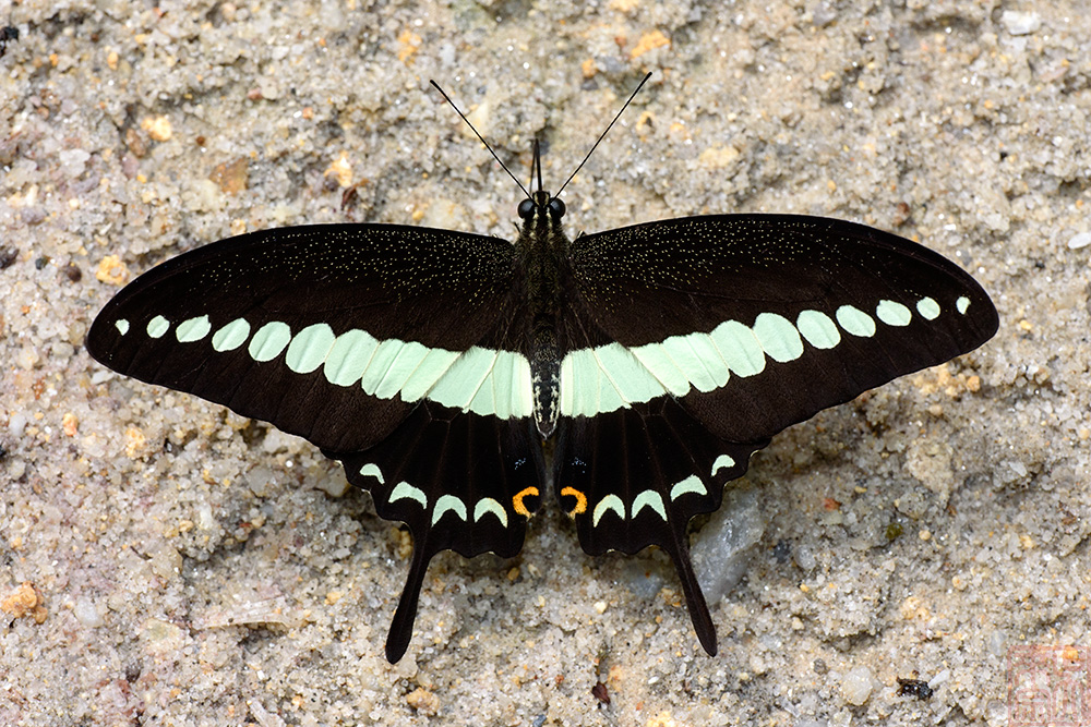 Papilio demolion demolion(Banded Swallowtail)