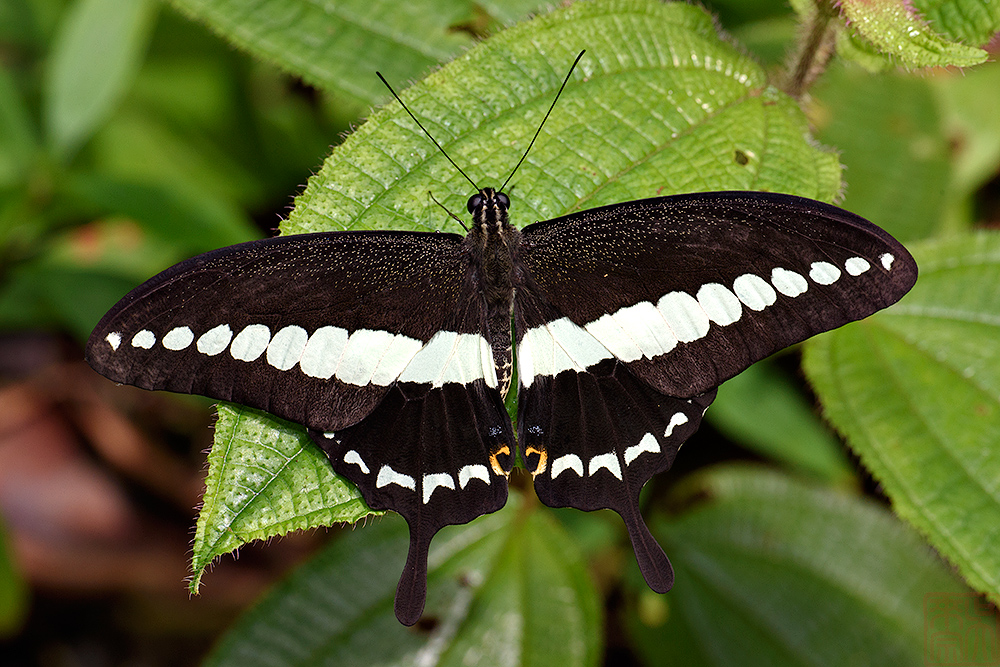 Papilio demolion demolion(Banded Swallowtail)