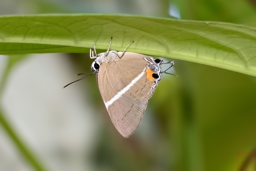 Dacalana vidura azyada