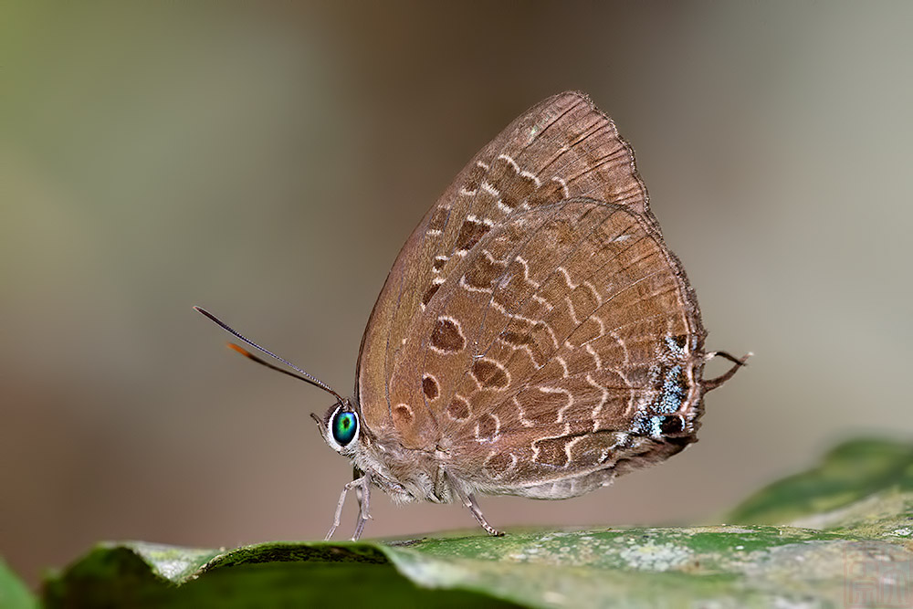 Arhopala horsfieldi