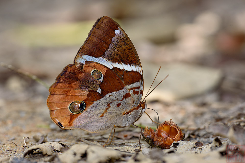 Thauria aliris pseudaliris (The Tufted Jungleking)