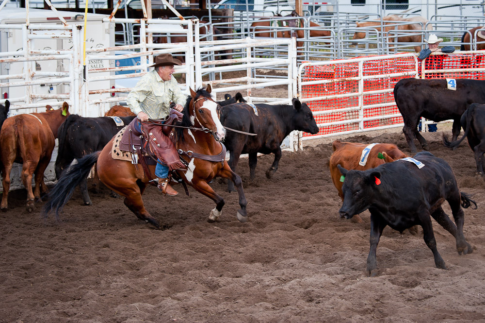 Penning Competition at Willingdon, Alberta