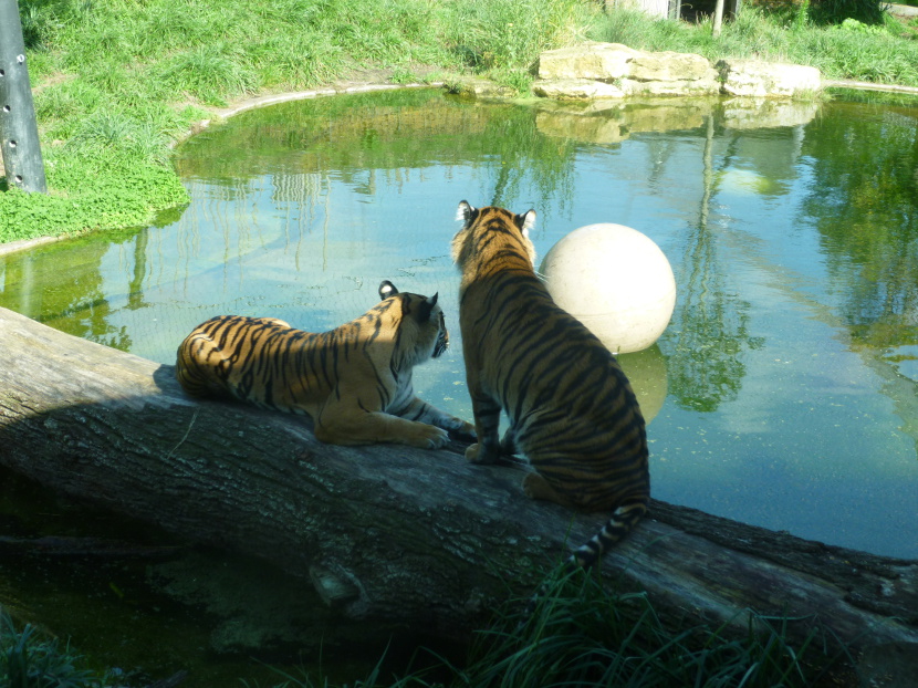 The younger tigers by the poolside