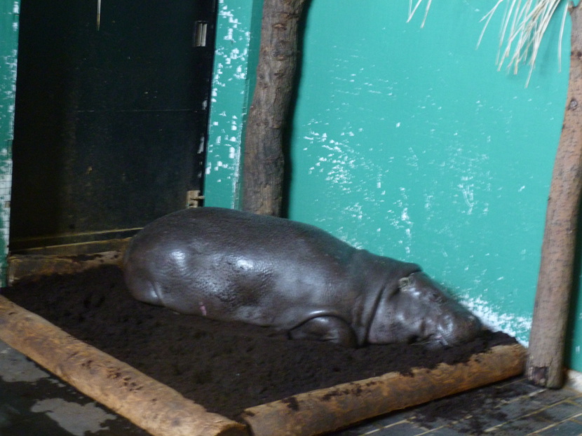 Pygmy hippo enjoying snooze in mud bath