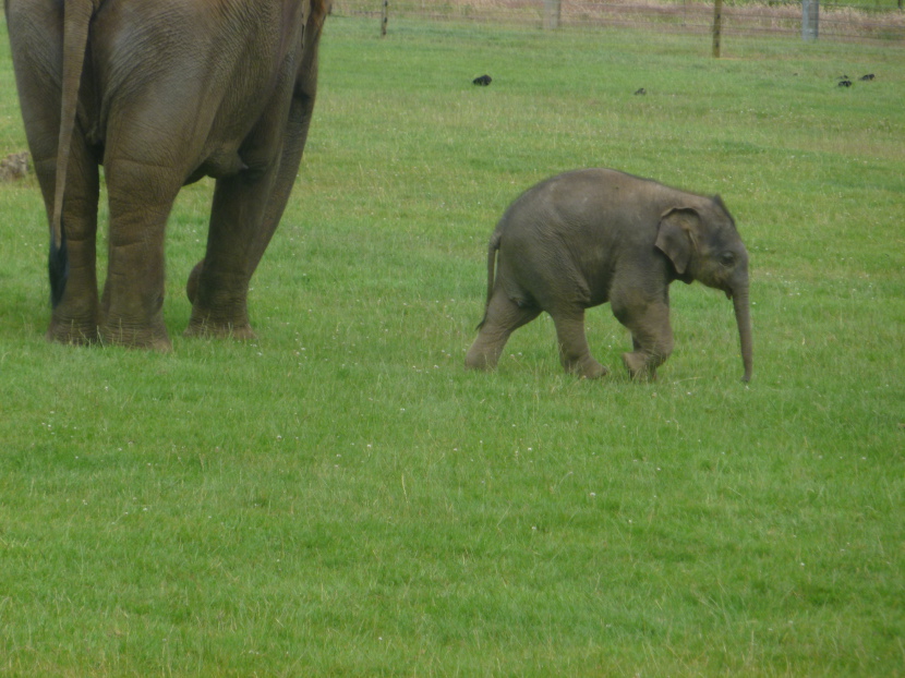 Baby elephant Elizabeth 1 month old