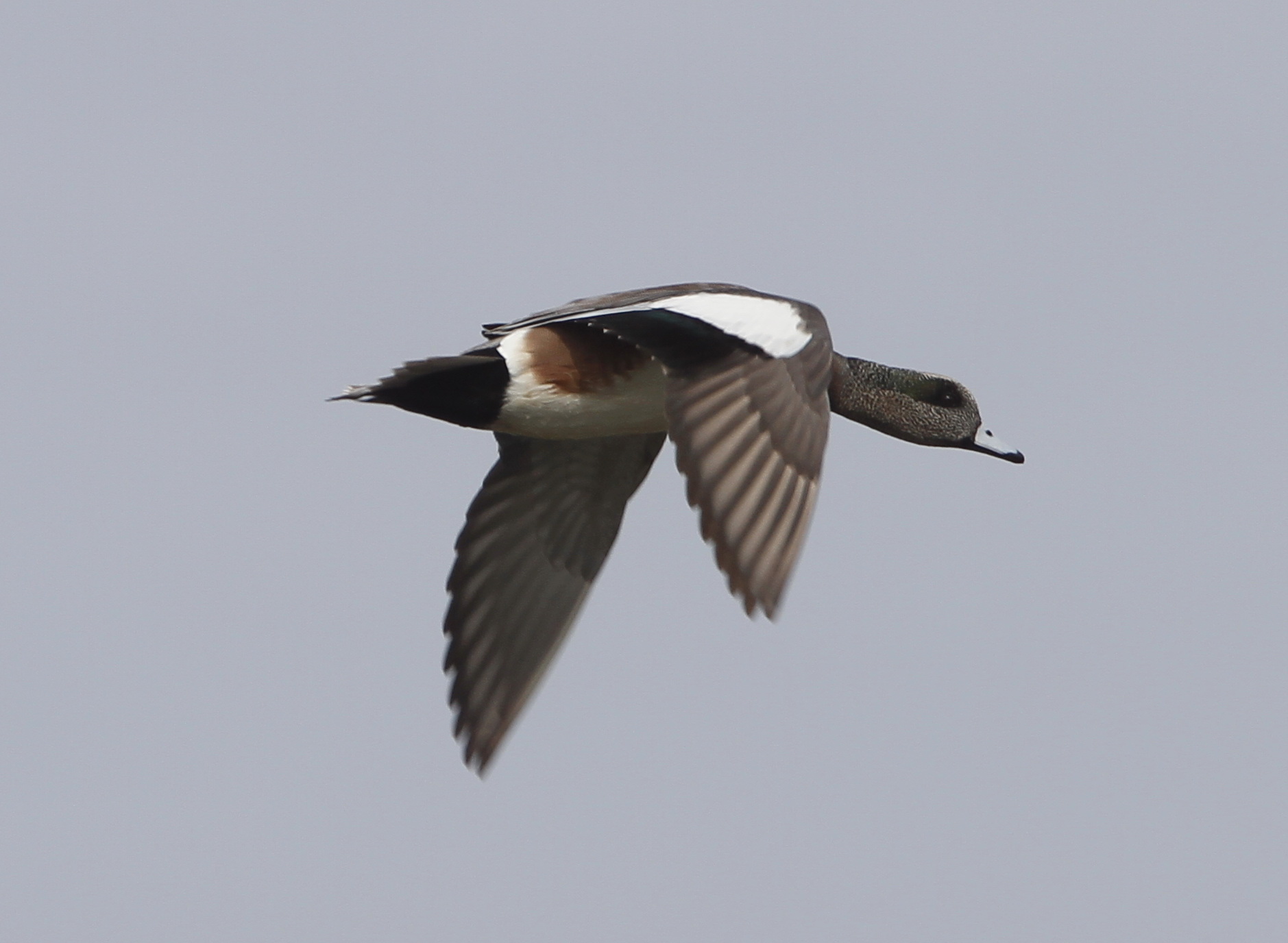 American Widgeon