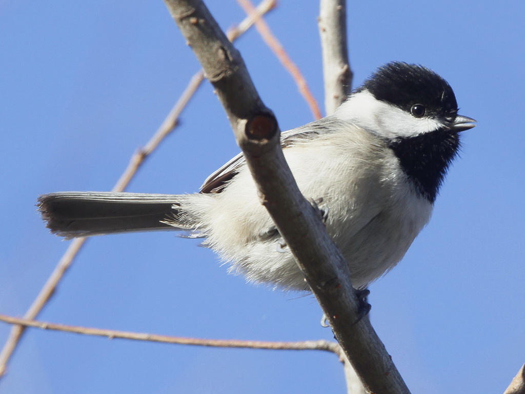 Carolina Chickadee