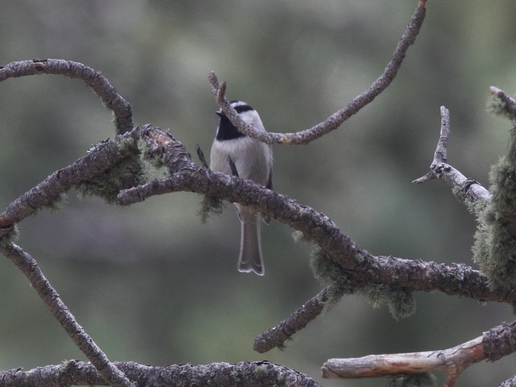 Mountain Chickadee