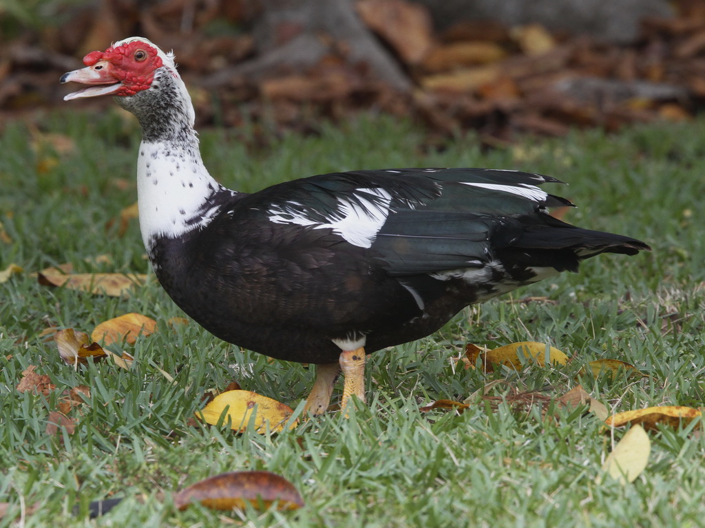 Muscovy Duck