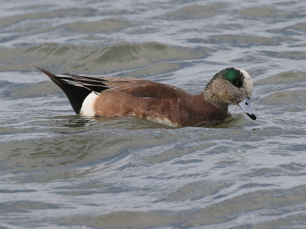 American Widgeon