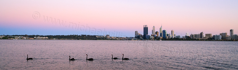Black Swan on the Swan River at Sunrise, 8th November 2013