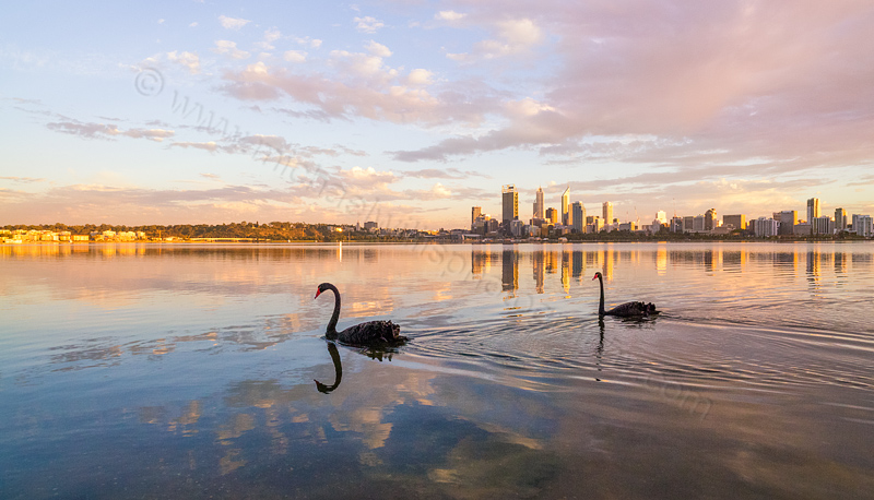 Black Swans on the Swan River at Sunrise, 5th April 2014