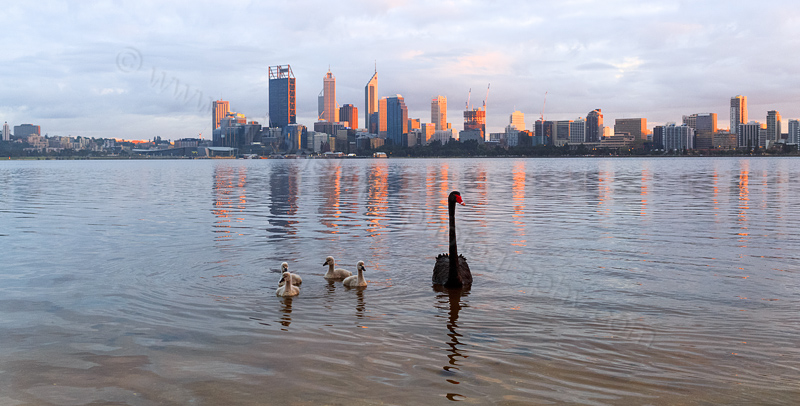 Black Swan and Cygnets on the Swan River at  Sunrise, 11th September 2014