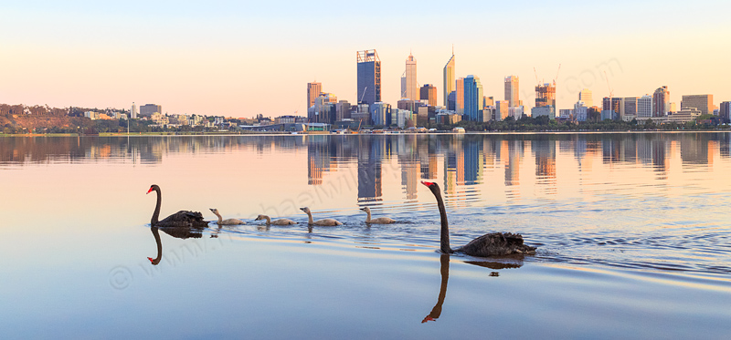 Black Swan and Cygnets on the Swan River at  Sunrise, 19th September 2014