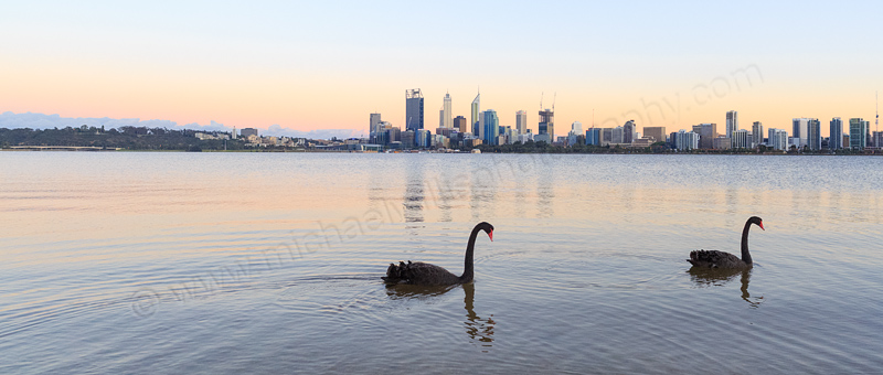 Black Swans on the Swan River at Sunrise, 13th November 2014