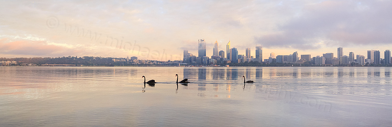 Black Swan on the Swan River at Sunrise, 5th February 2015