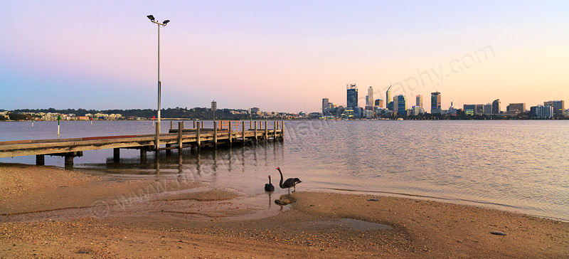 Black Swans beside the Swan River at Sunrise, 23rd April 2015