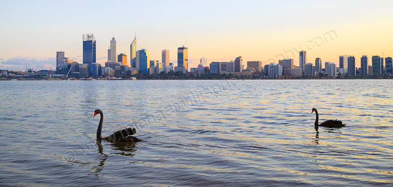 Black Swans on the Swan River at Sunrise, 26th May 2015