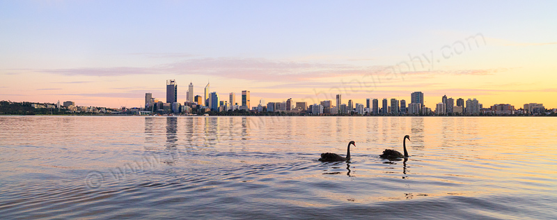 Black Swans on the Swan River at Sunrise, 5th August 2015