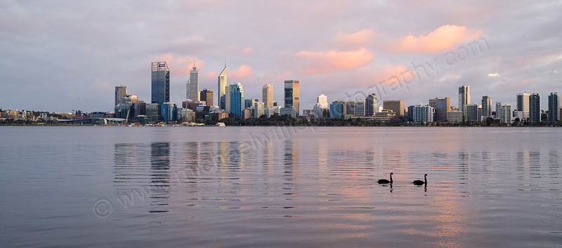 Black Swan on the Swan River at Sunrise, 30th August 2015