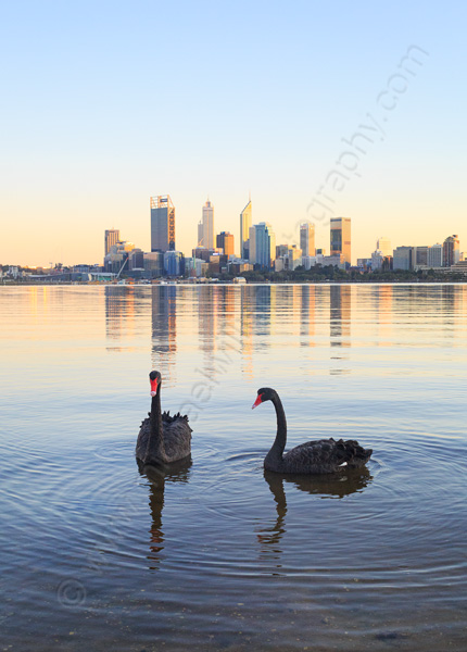 Black Swans on the Swan River at Sunrise, 2nd September 2015
