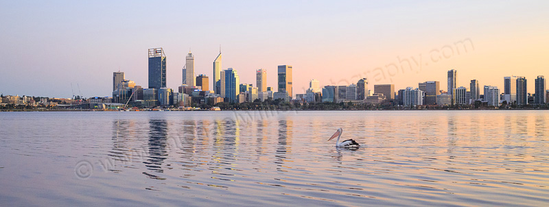 Pelican on the Swan River at Sunrise, 3rd September 2015