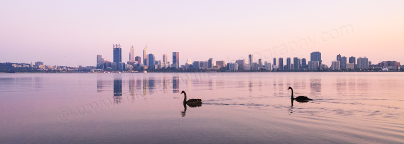 Black Swans on the Swan River at Sunrise, 26th September 2015