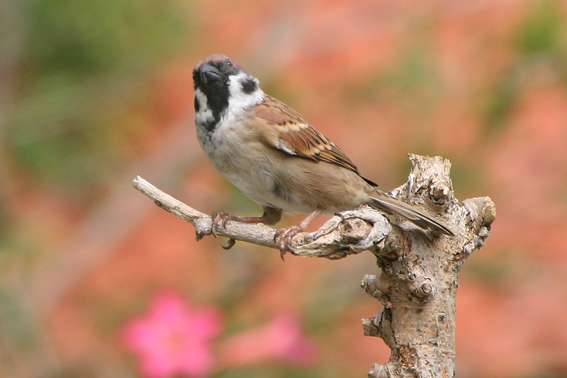 Eurasian Tree - Sparrow - Passer montanus - Ringmus