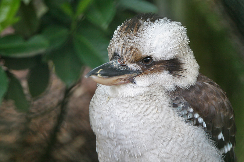 Kookaburra - Lachvogel - Dacelo novaeguineae
