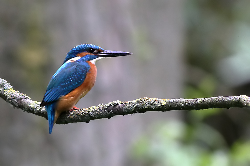 Kingfisher - IJsvogel - Alcedo atthis