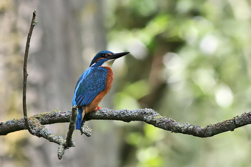 Kingfisher - IJsvogel - Alcedo atthis