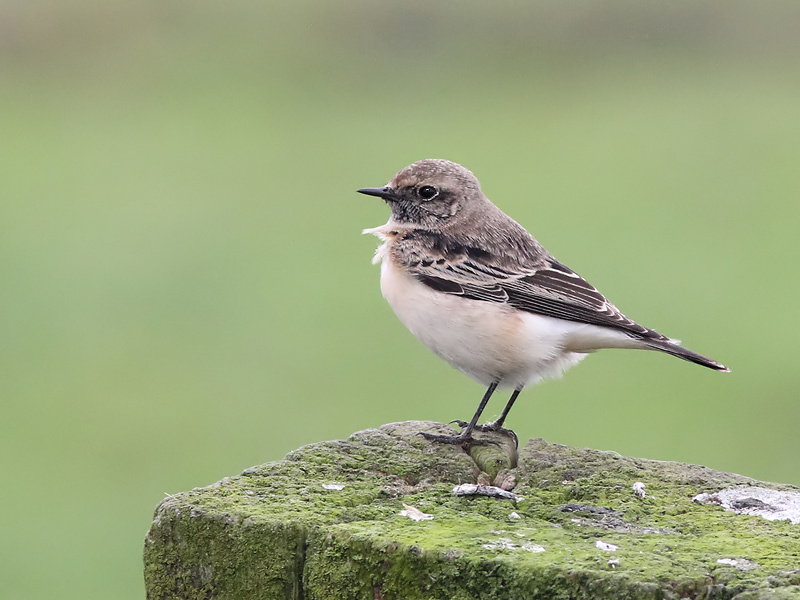 Bonte Tapuit - Pied Wheatear - Oenanthe pleschanka