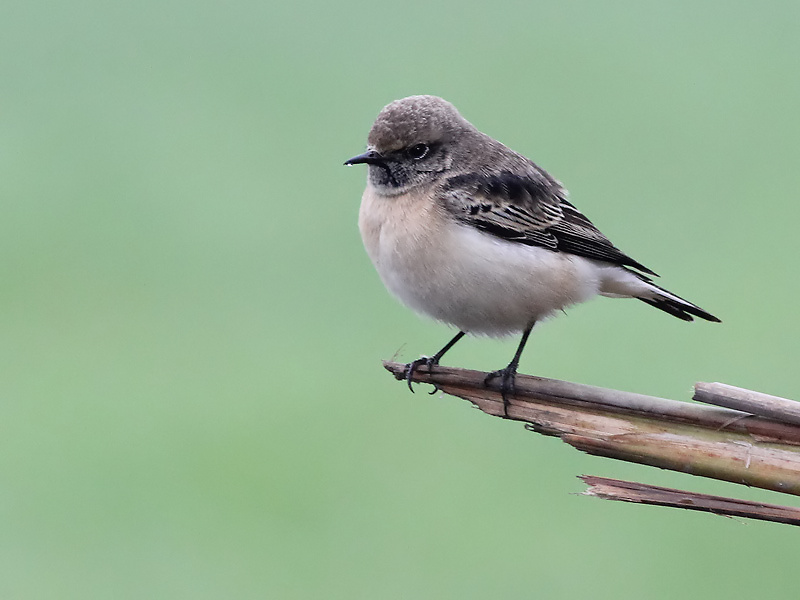 Pied Wheatear - Bonte Tapuit - Oenanthe pleschanka