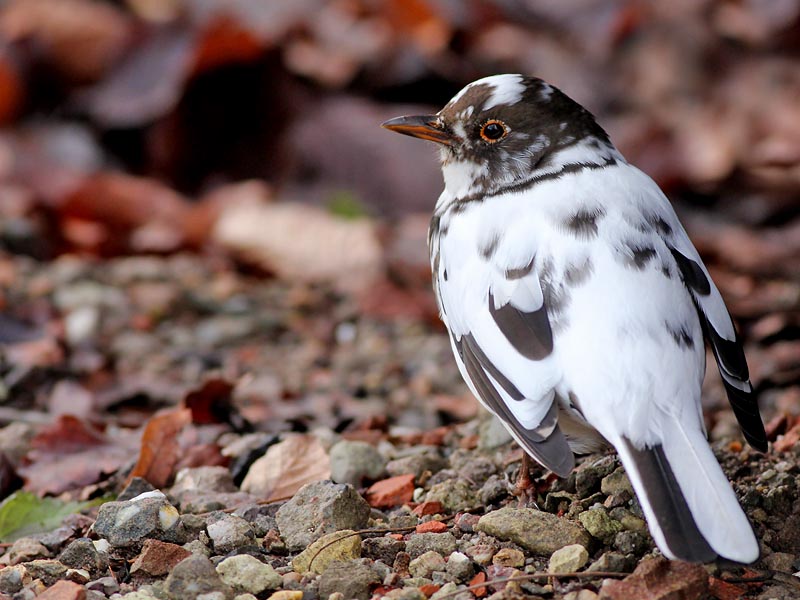 Merel - Eurasian Blackbird - Turdus merula - female