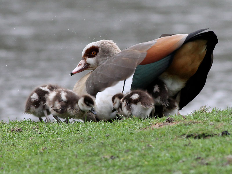 Nijlgans - Egyptian Goose - Alopochen aegyptiaca