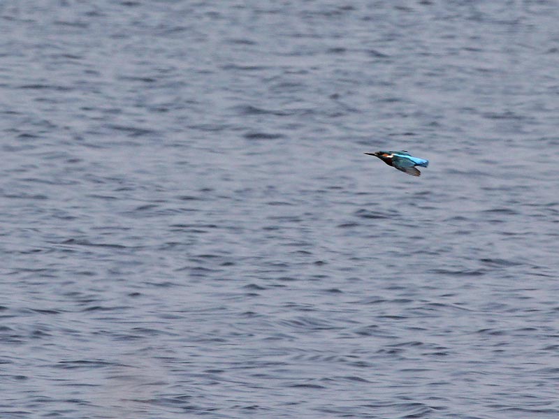 Kingfisher - IJsvogel - Alcedo atthis