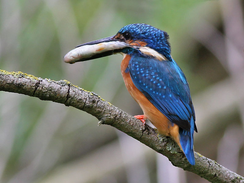 Kingfisher - IJsvogel - Alcedo atthis