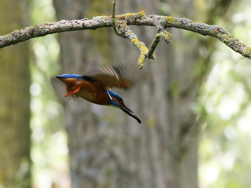 Kingfisher - IJsvogel - Alcedo atthis