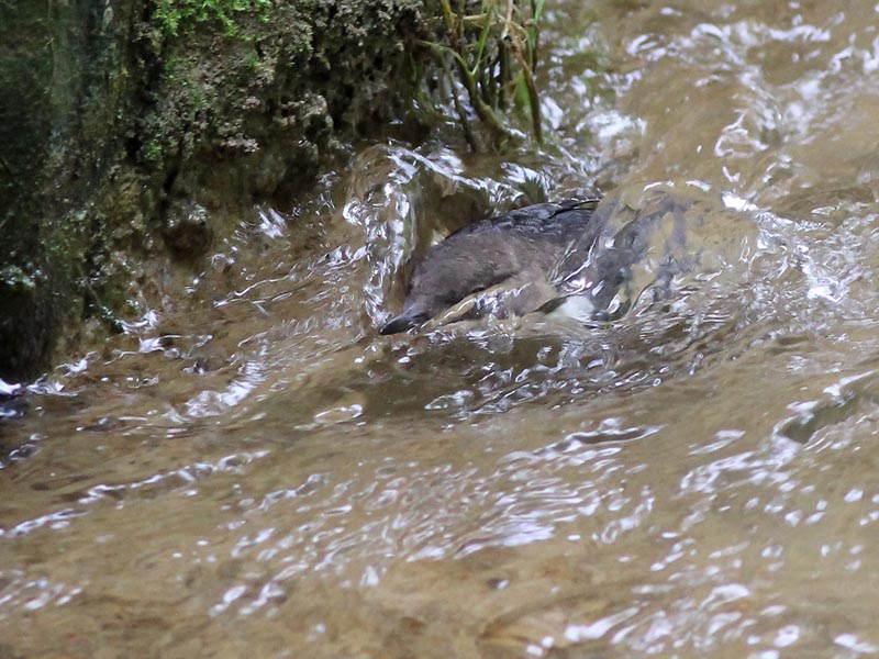 Waterspreeuw - Dipper - Cinclus cinclus