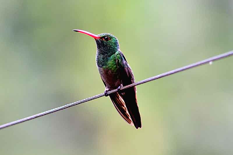 Rufous-tailed Hummingbird (Amazilia tzacatl). Photo  Stefan Lithner 
