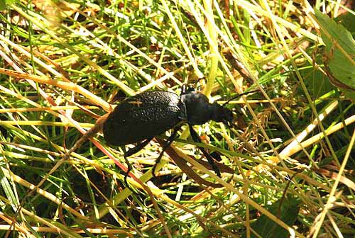 99 Carabus coriaceus lderlpare  Blanks Mosse Sk 090712. Photo  Stefan Lithner