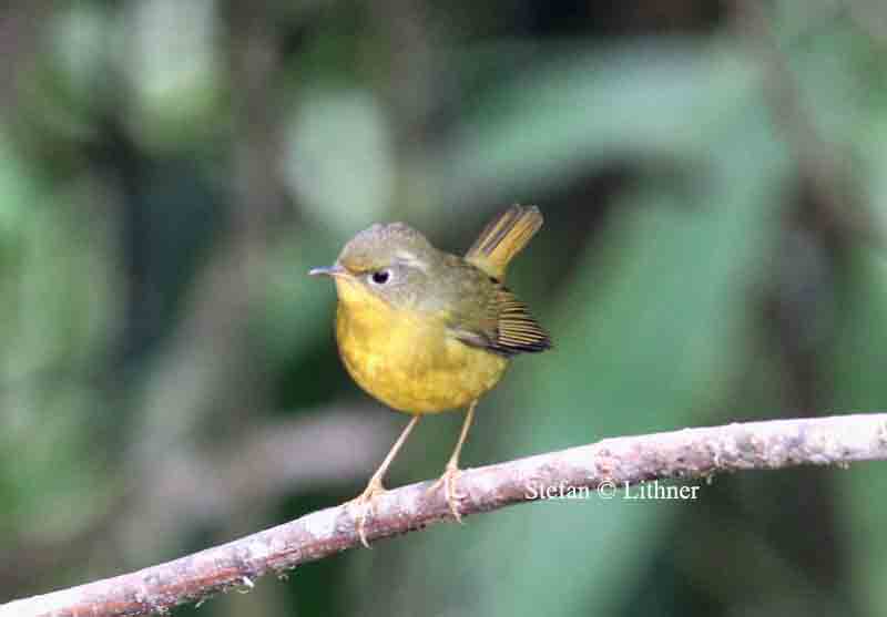 golden bush robin Thailand 2014 Photo  Stefan Lithner-